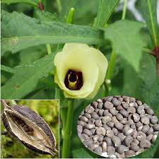 AMBRETTEE SEED OIL - Spice Oils